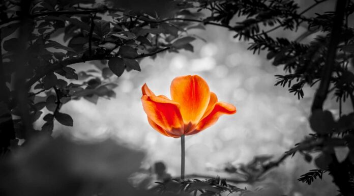 Commons of Your Soul Purpose and Death death and your soul purpose